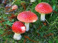 Очарование природы в каждом грибке
